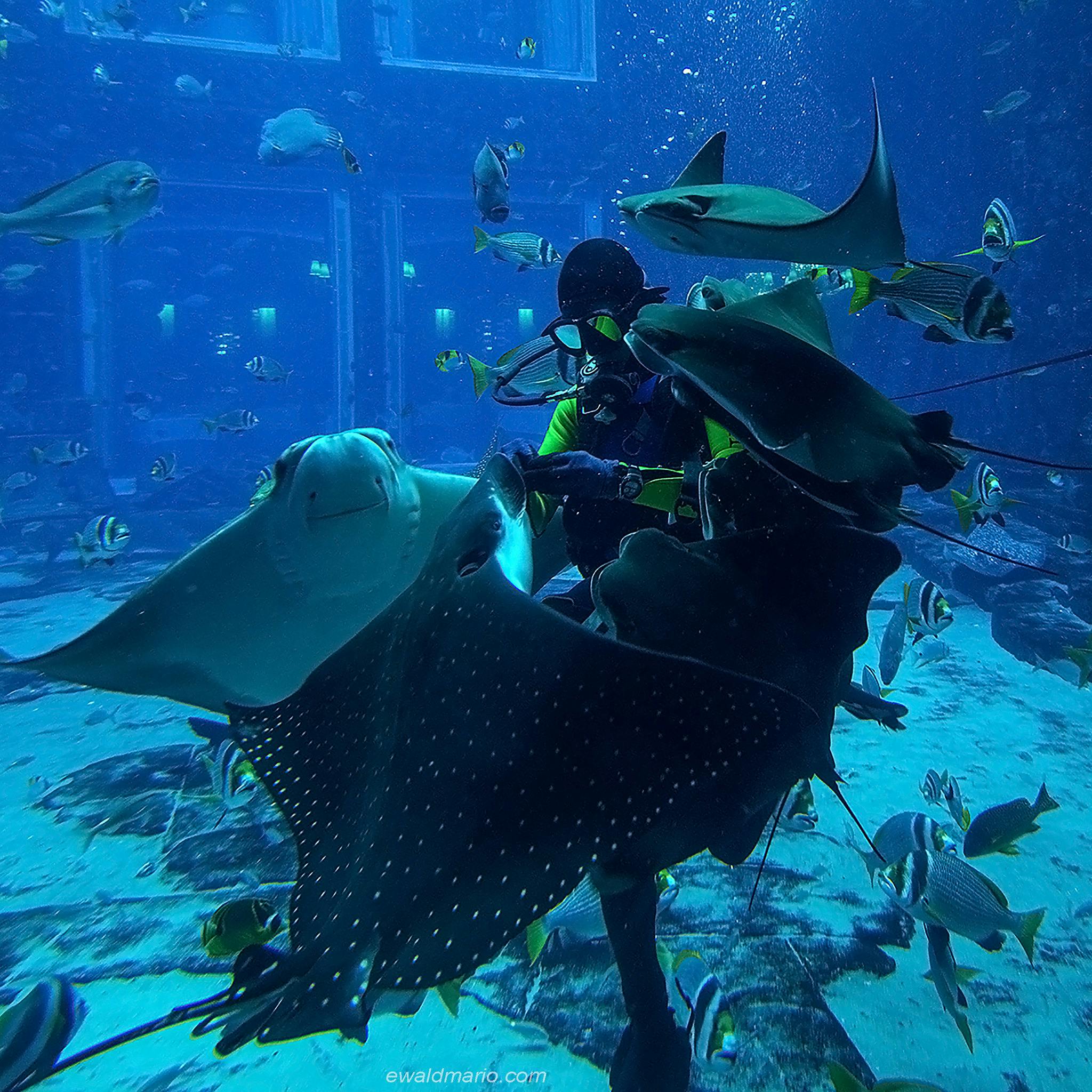 Explore the Lost Chambers Aquarium